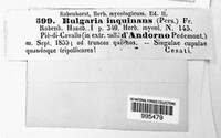 Bulgaria inquinans image